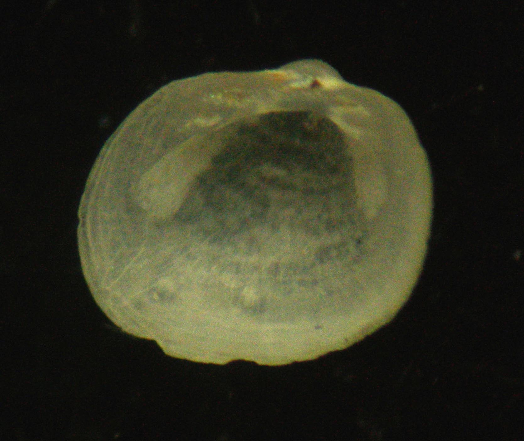 limopsis